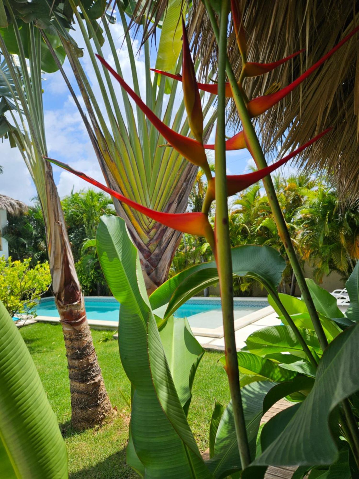 Casa Shambala B&B Las Terrenas Kültér fotó