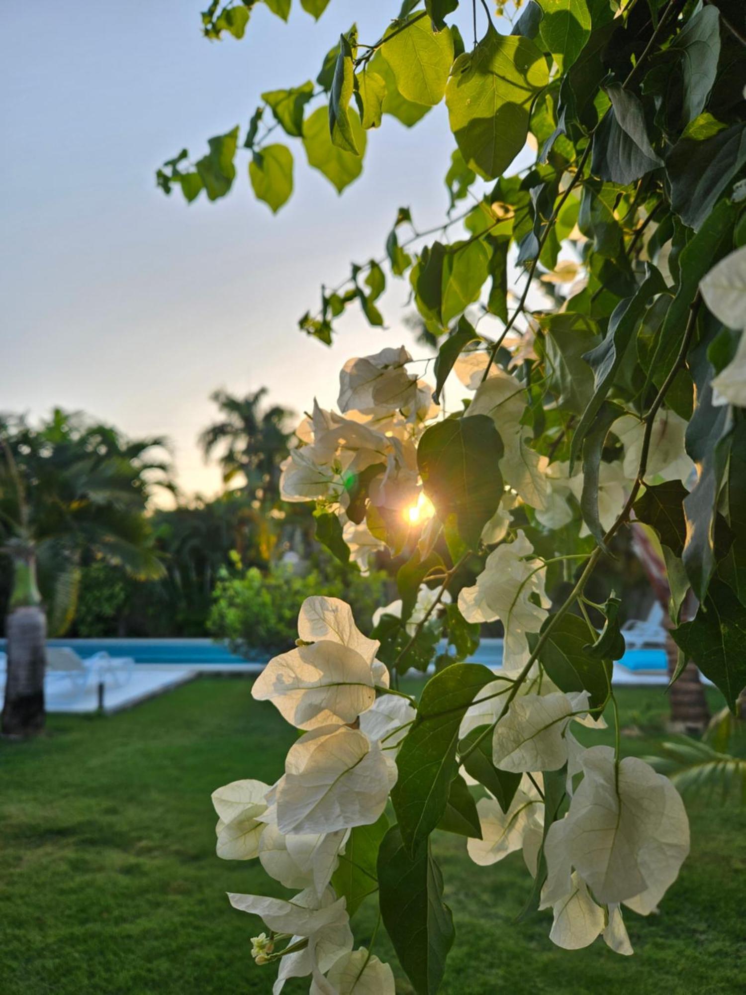 Casa Shambala B&B Las Terrenas Kültér fotó